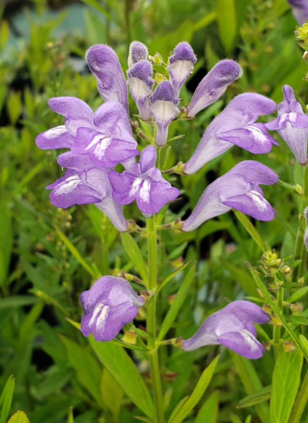 Helmet Skullcap, Helmet Flower, Hyssop Skullcap, Large Skullcap, Rough Skullcap