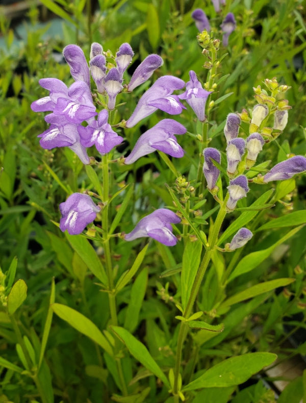 Helmet Skullcap, Helmet Flower, Hyssop Skullcap, Large Skullcap, Rough Skullcap