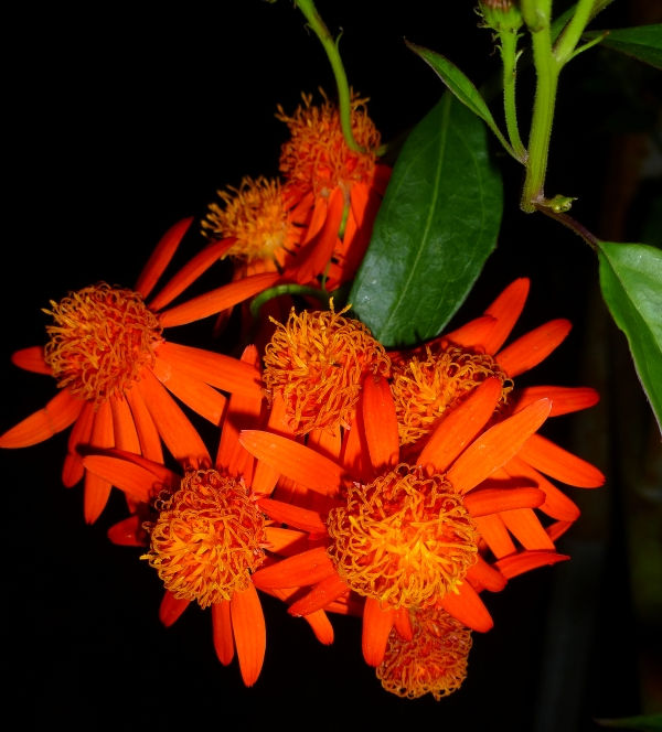 Mexican Love Vine, Mexican Flame Vine