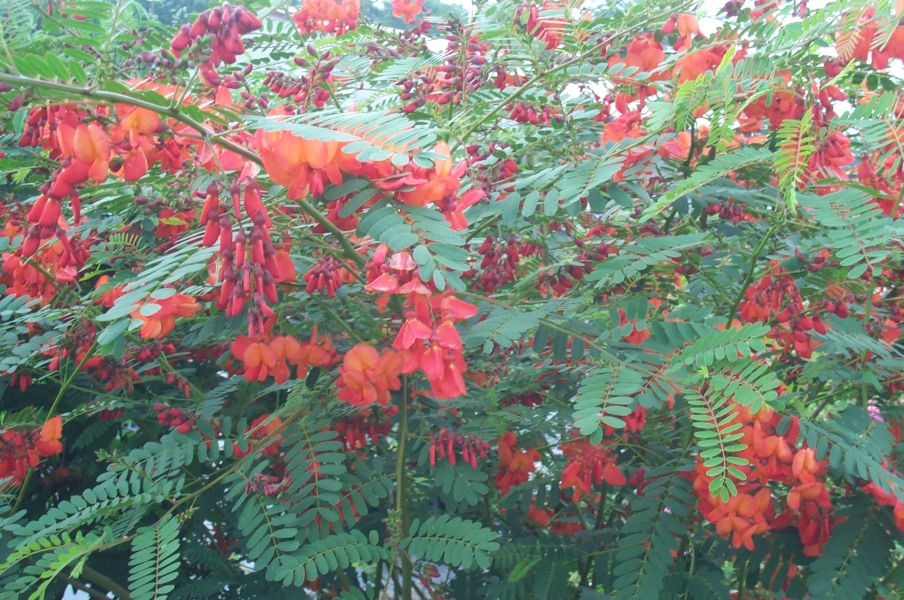 Scarlet Wisteria, Red Wisteria