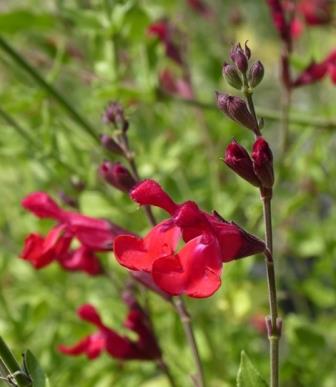 Silke's Dream Salvia - Hummingbird Plants - Almost Eden