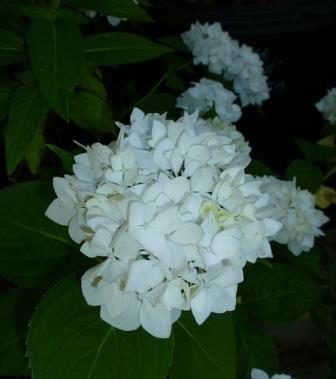 Soeur Therese White Bigleaf Hydrangea (Mophead), Sister Theresa Hydrangea