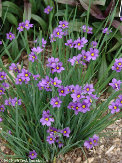 Lucerne Narrowleaf Blue-Eyed Grass