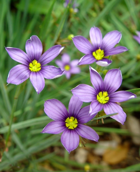 Lucerne Narrowleaf Blue-Eyed Grass