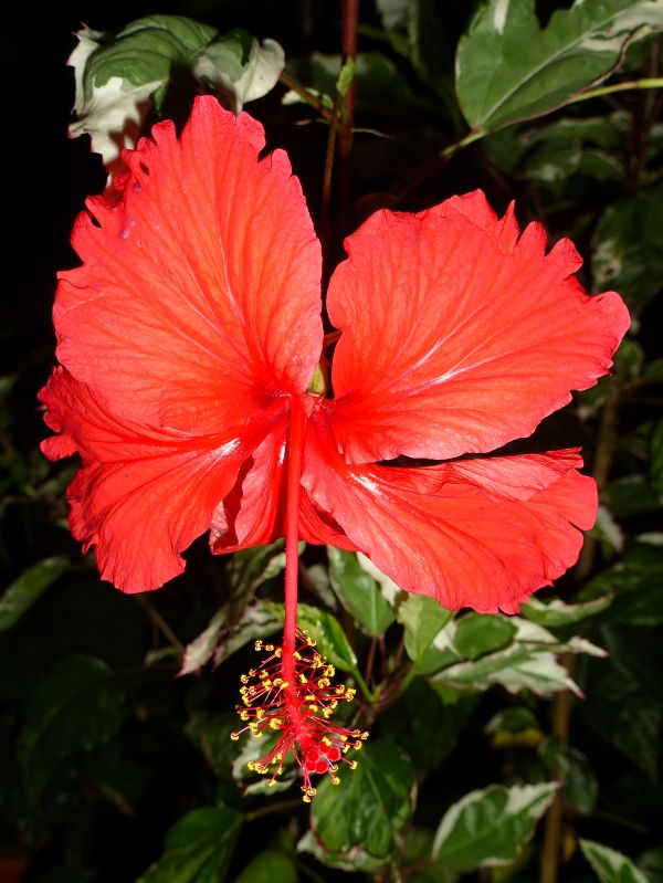 Snow Queen Variegated Hibiscus