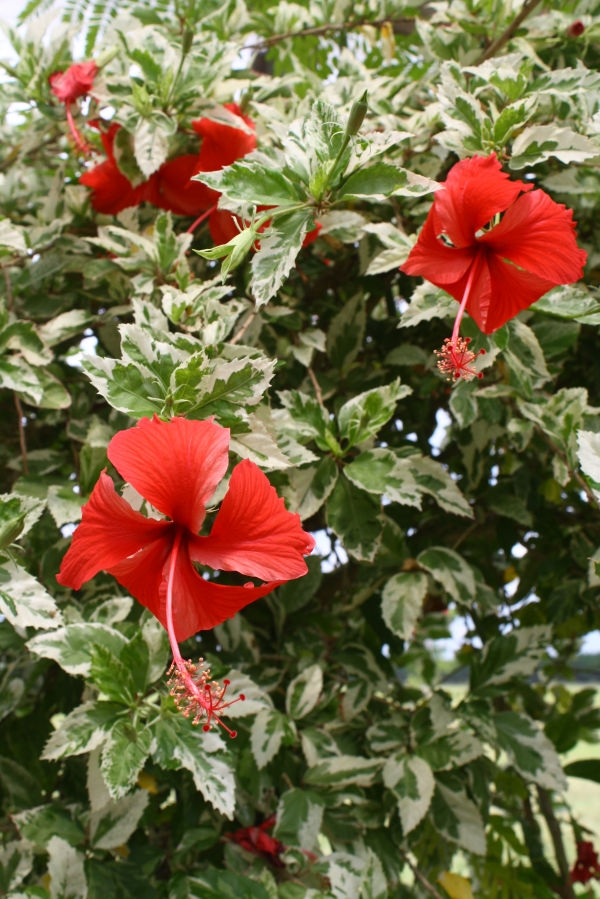 Snow Queen Variegated Hibiscus