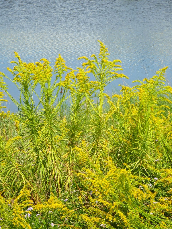 Seaside Goldenrod