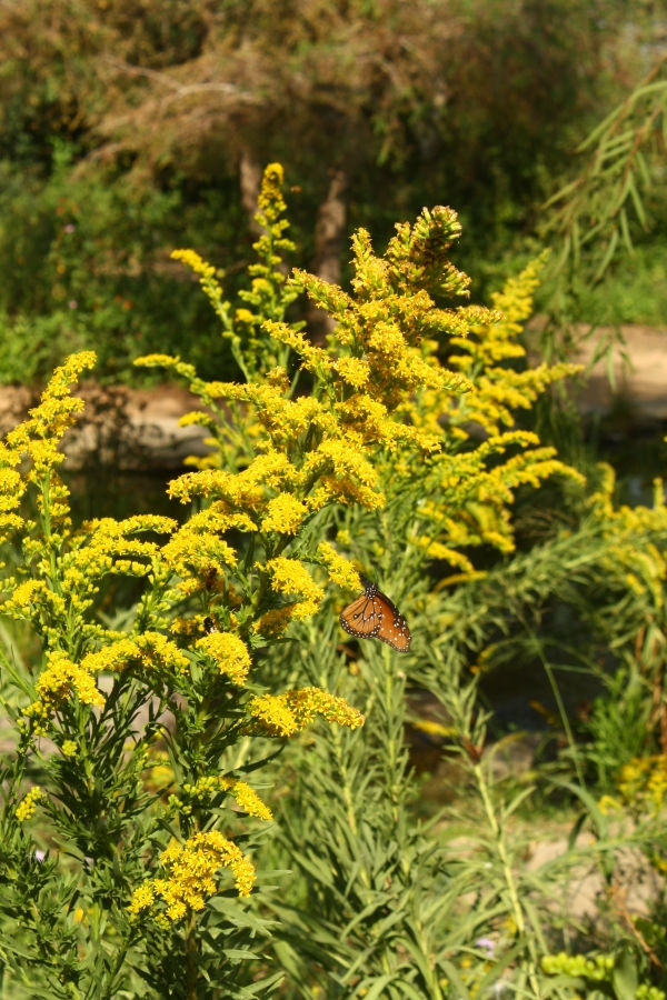 Seaside Goldenrod
