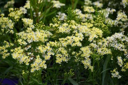 Sugar Kisses Goldenrod