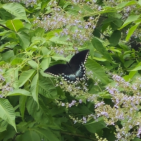 Hempleaf Vitex, Chinese Vitex