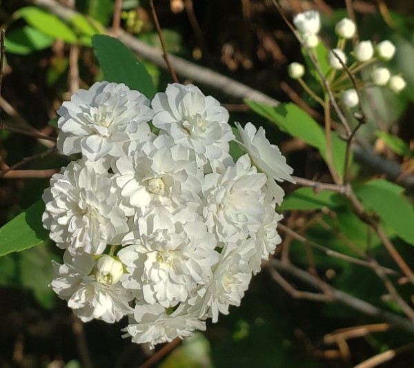 Double Reeve's Spiraea, Bridal Wreath Spiraea, Cape May Bush, Double White May