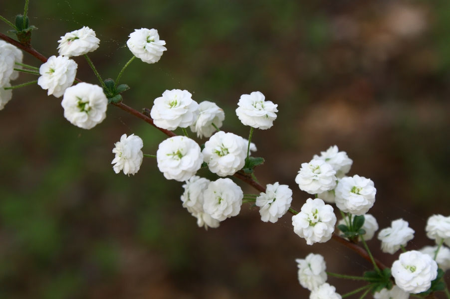 Popcorn Spirea, Bridal Wreath Spirea