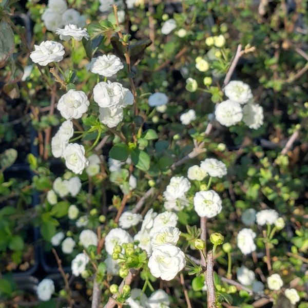 Popcorn Spirea, Bridal Wreath Spirea