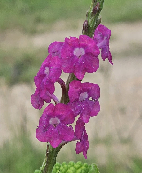 Fiercely Fuchsia Porterweed