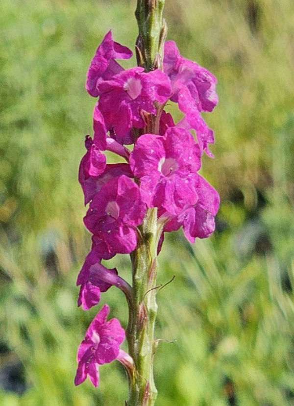 Fiercely Fuchsia Porterweed