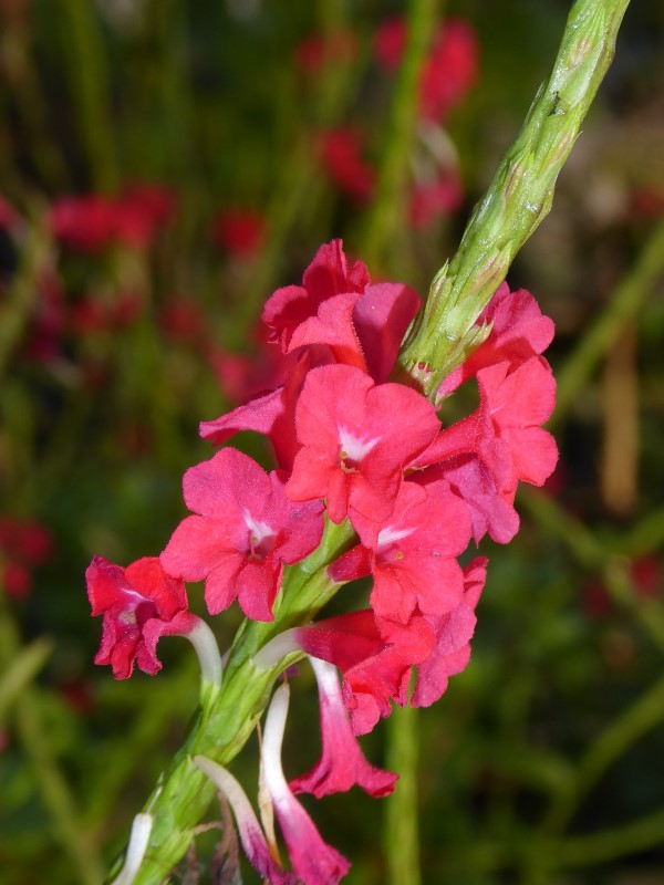 Dwarf Red Porterweed, Compact Red Porterweed, False Vervain