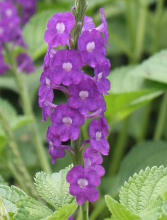 Lavender Porterweed
