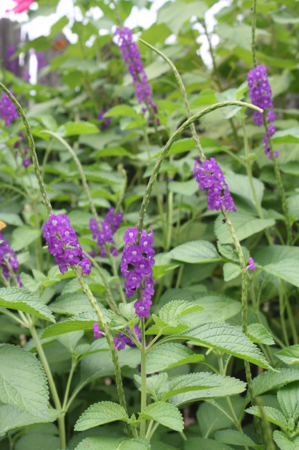 Lavender Porterweed