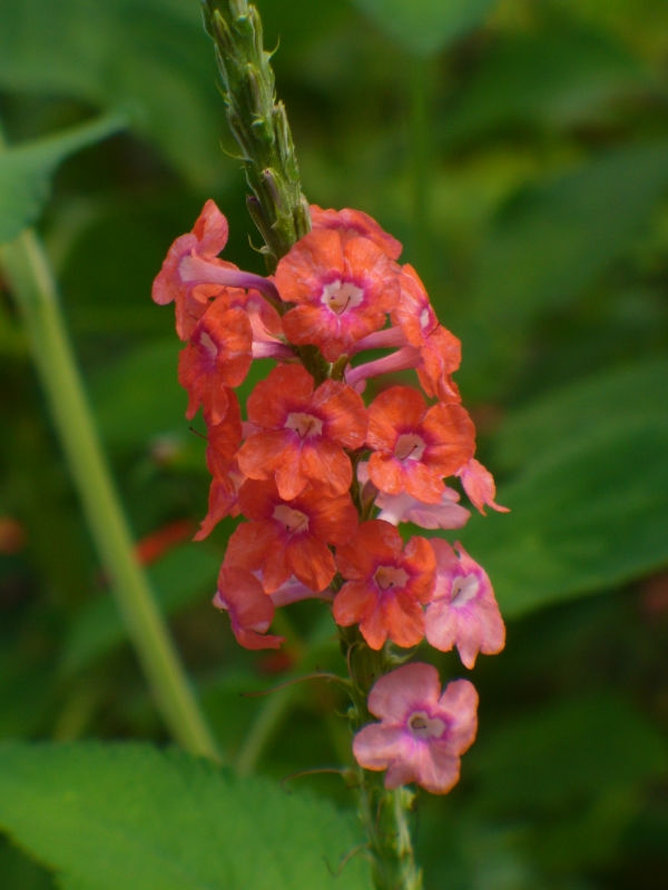 Coral Porterweed, Pink Porterweed, Orange Porterweed, Pink Snakeweed