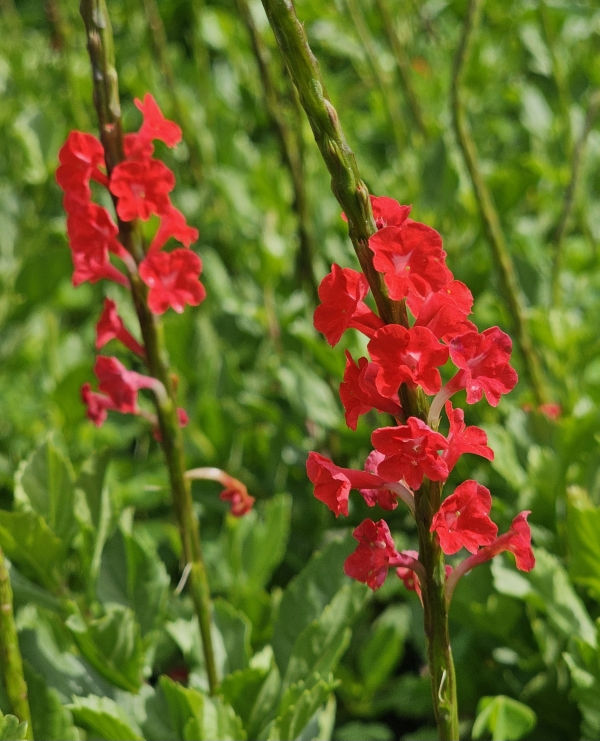 Dwarf Red Porterweed, Compact Red Porterweed, False Vervain
