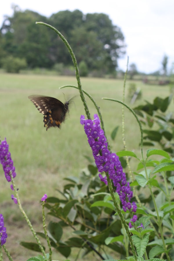 Lavender Porterweed