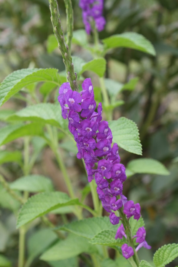 Lavender Porterweed