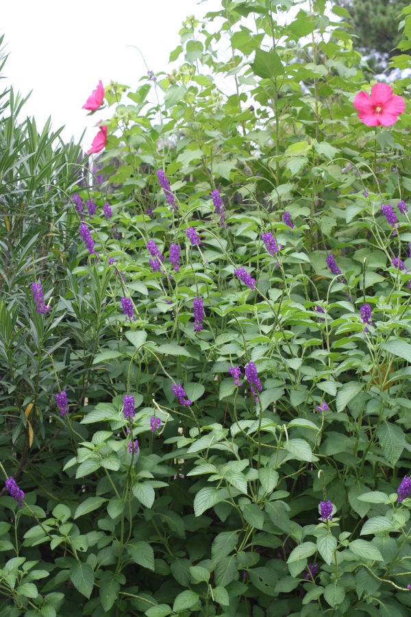 Lavender Porterweed