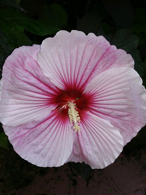 Starry Starry Night Perennial Hibiscus, Hardy Hibiscus