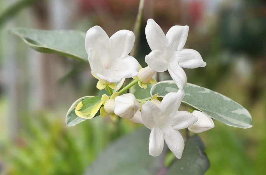 Variegated Stephanotis, Floradora, Madagascar Jasmine, Hawaiian Wedding Flower, Bride's Flower, Clustered Wax Flower