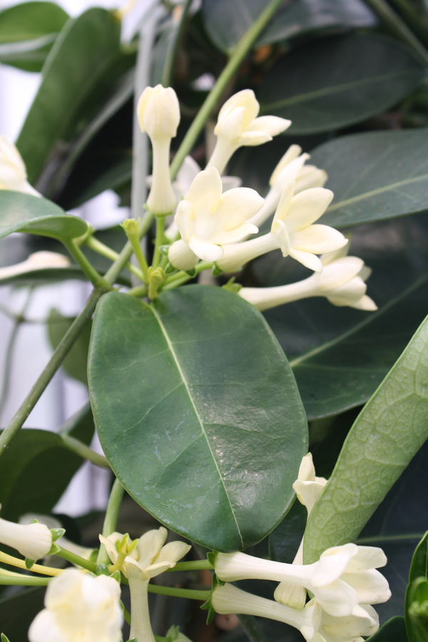 Stephanotis, Floradora, Madagascar Jasmine, Bride's Flower, Hawaiian Wedding Flower, Clustered Waxflower