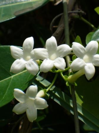 Stephanotis, Floradora, Madagascar Jasmine, Bride's Flower, Hawaiian Wedding Flower, Waxflower