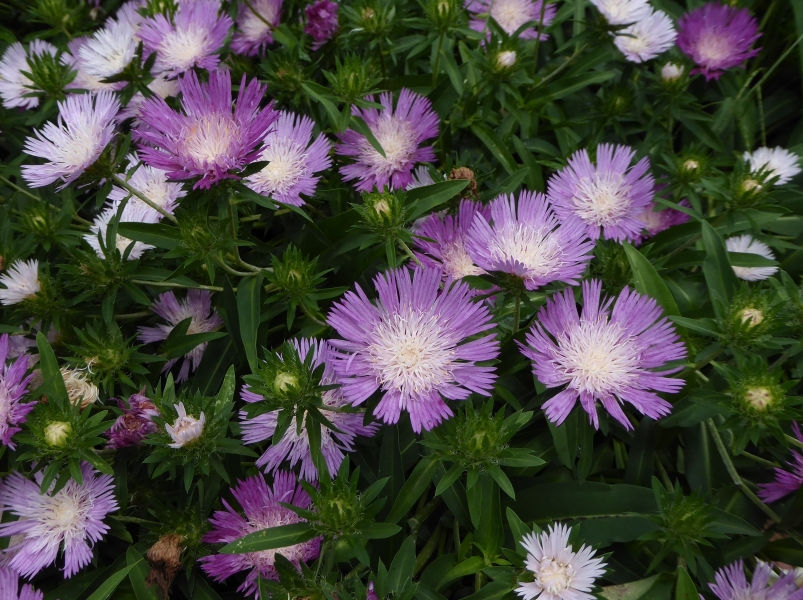 Colorwheel Stokesia Daisy, Stoke's Aster