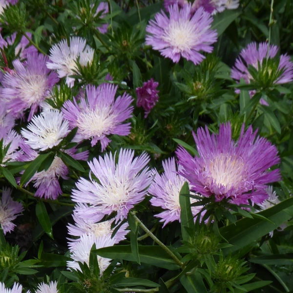Colorwheel Stokesia Daisy, Stoke's Aster