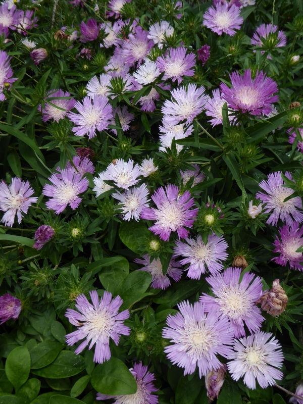 Colorwheel Stokesia Daisy, Stoke's Aster