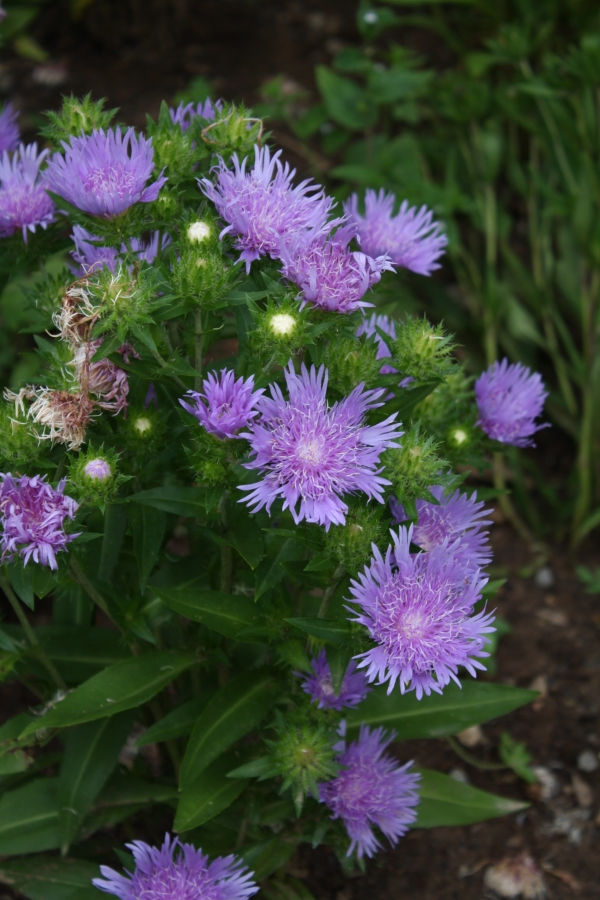 Blue Danube Stokesia Daisy, Stoke's Aster