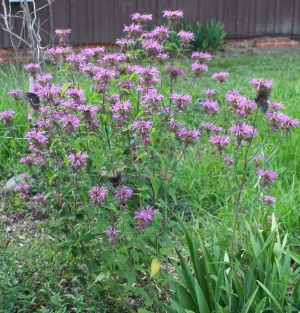 Peter's Purple Monarda, Beebalm Oswego Tea, Bergamot, Monarda