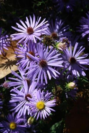 October Skies Aromatic Aster