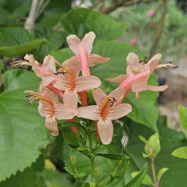 Hammer's Rose Cape Honeysuckle, Salmon Cape Honeysuckle