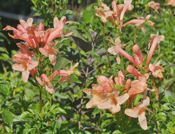 Hammer's Rose Cape Honeysuckle, Salmon Cape Honeysuckle