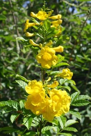 Is Yellow Elder a Perennial 