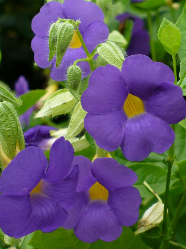 Blue Glory Vine, Bush Clock Vine, Blue Clock Vine