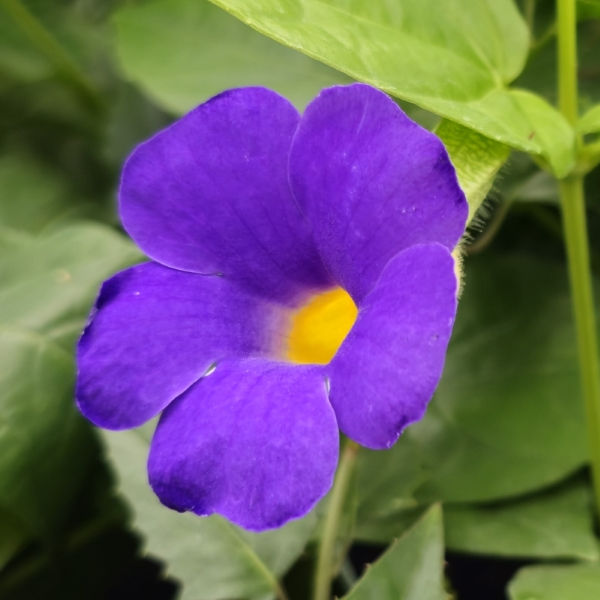 Blue Glory Vine, Bush Clock Vine, Blue Clock Vine