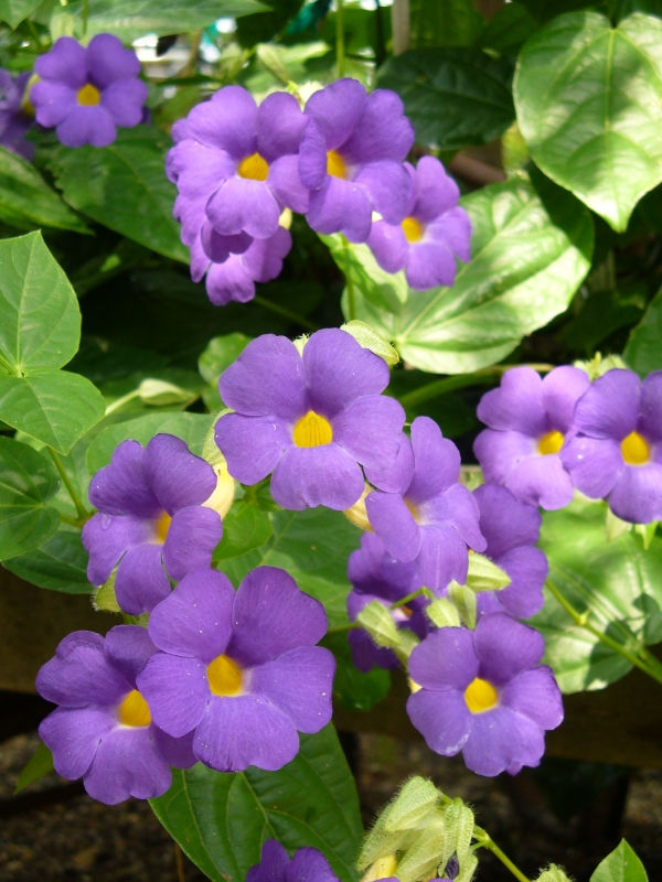 Blue Glory Vine, Bush Clock Vine, Blue Clock Vine