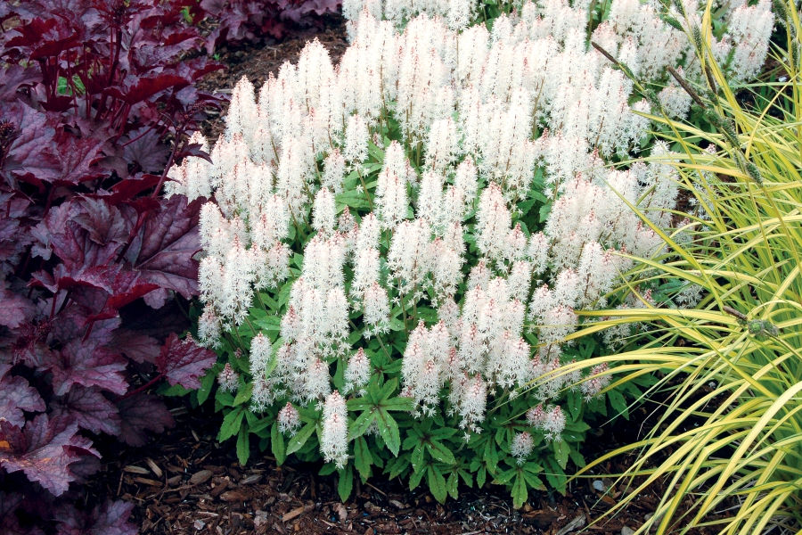 Spring Symphony Foam Flower, Tiarella