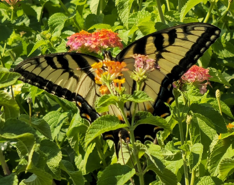 Miss Huff Hardy Lantana