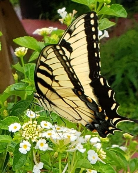 Silver Mound Lantana