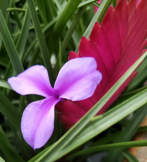 Pink Quill Plant, Tillandsia