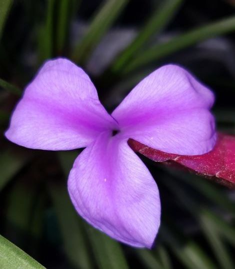 Pink Quill Plant, Tillandsia