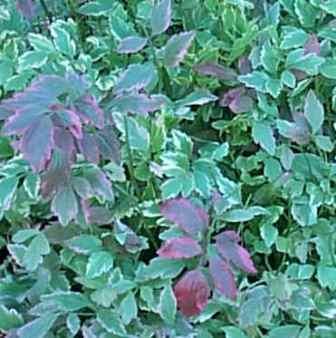 Variegated Water Celery Chinese Celery Japanese Parsley Java Waterdropwort Perennials All Almost Eden