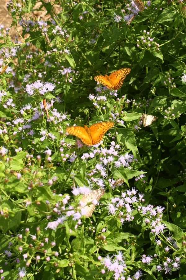 Crucita, Jack in the Bush, Fragrant Mist Flower, Blue Mist Flower